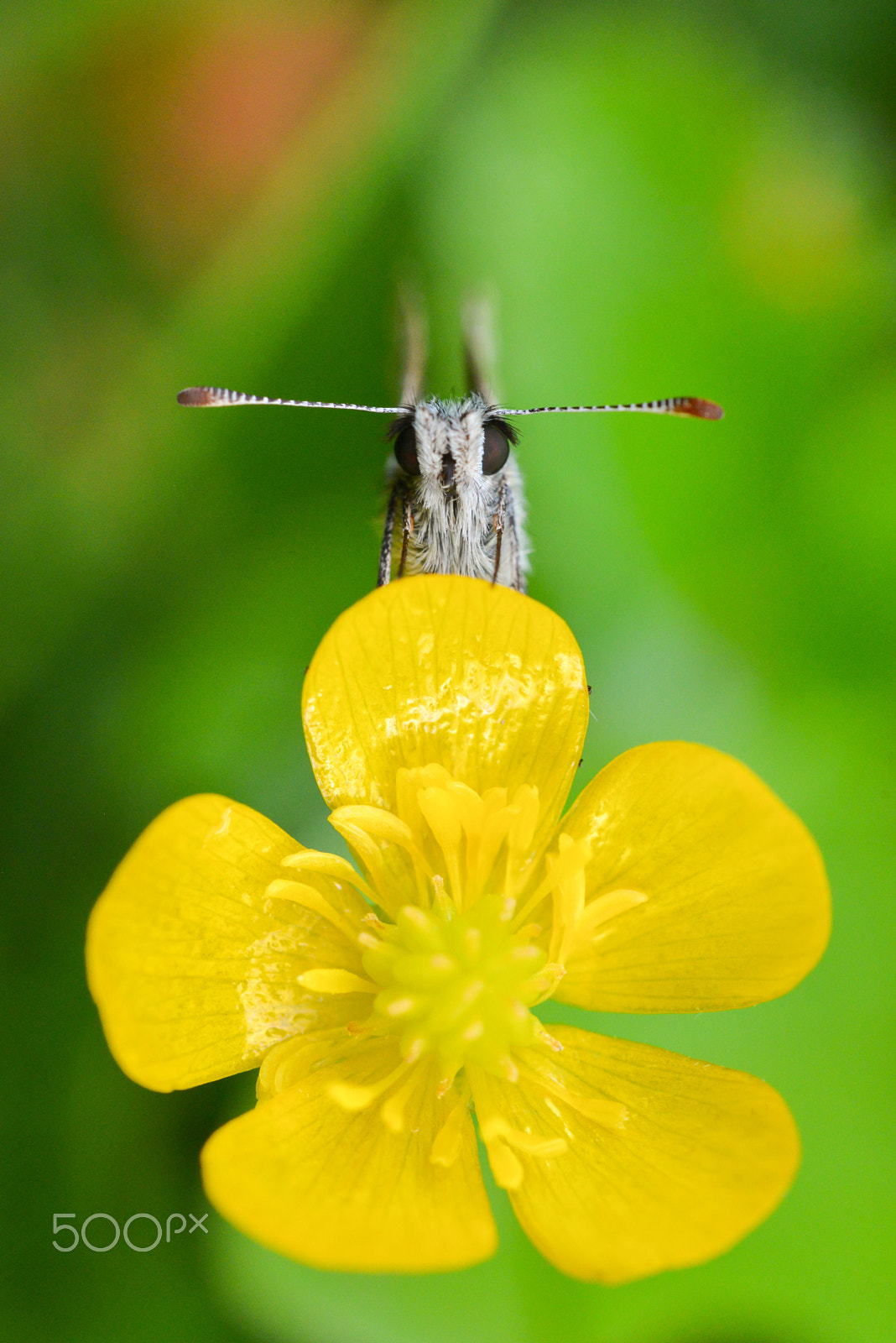 Nikon AF-S Micro-Nikkor 60mm F2.8G ED sample photo. Face to face photography