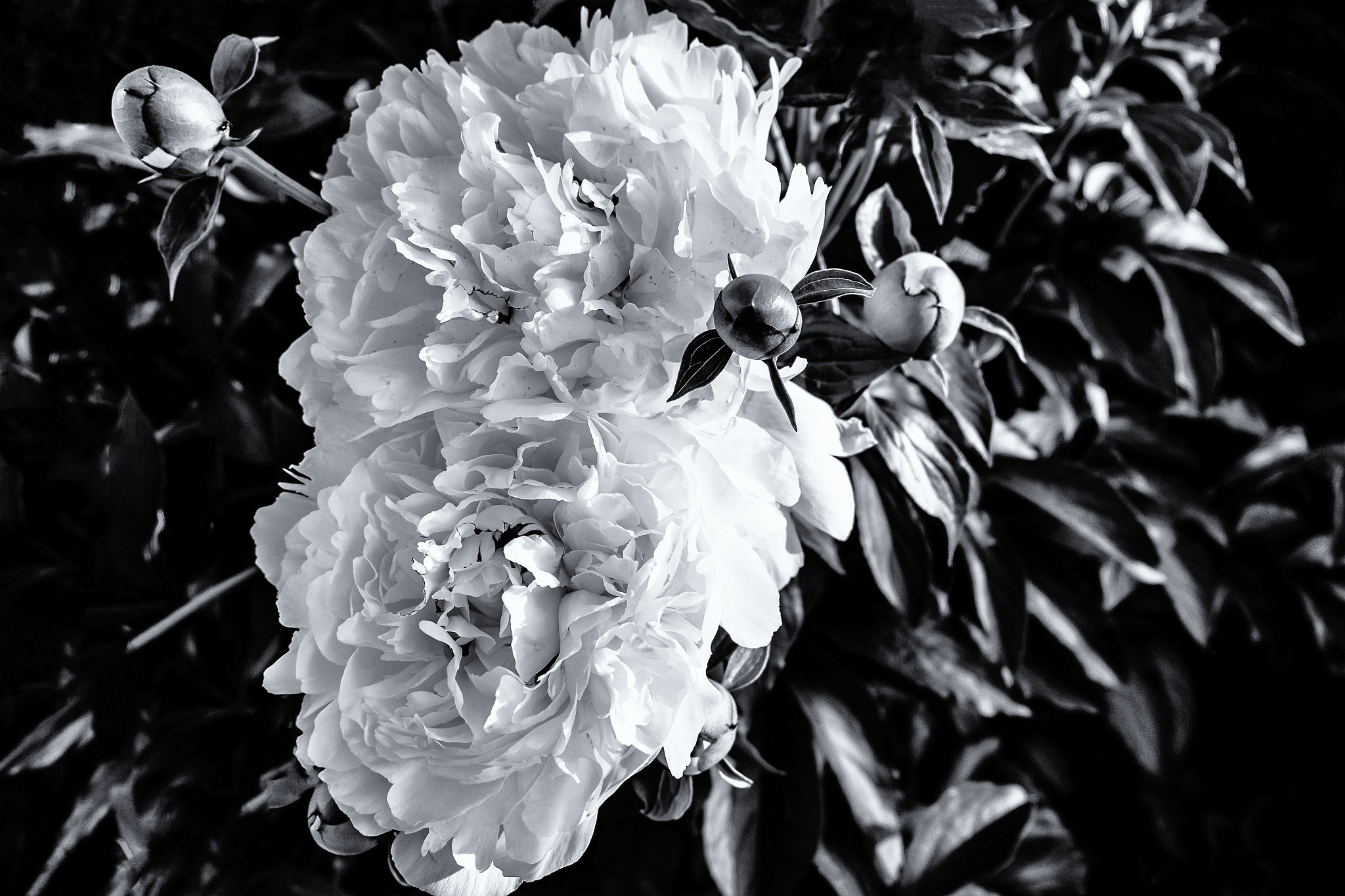 Fujifilm XC 16-50mm F3.5-5.6 OIS sample photo. My peonies. photography