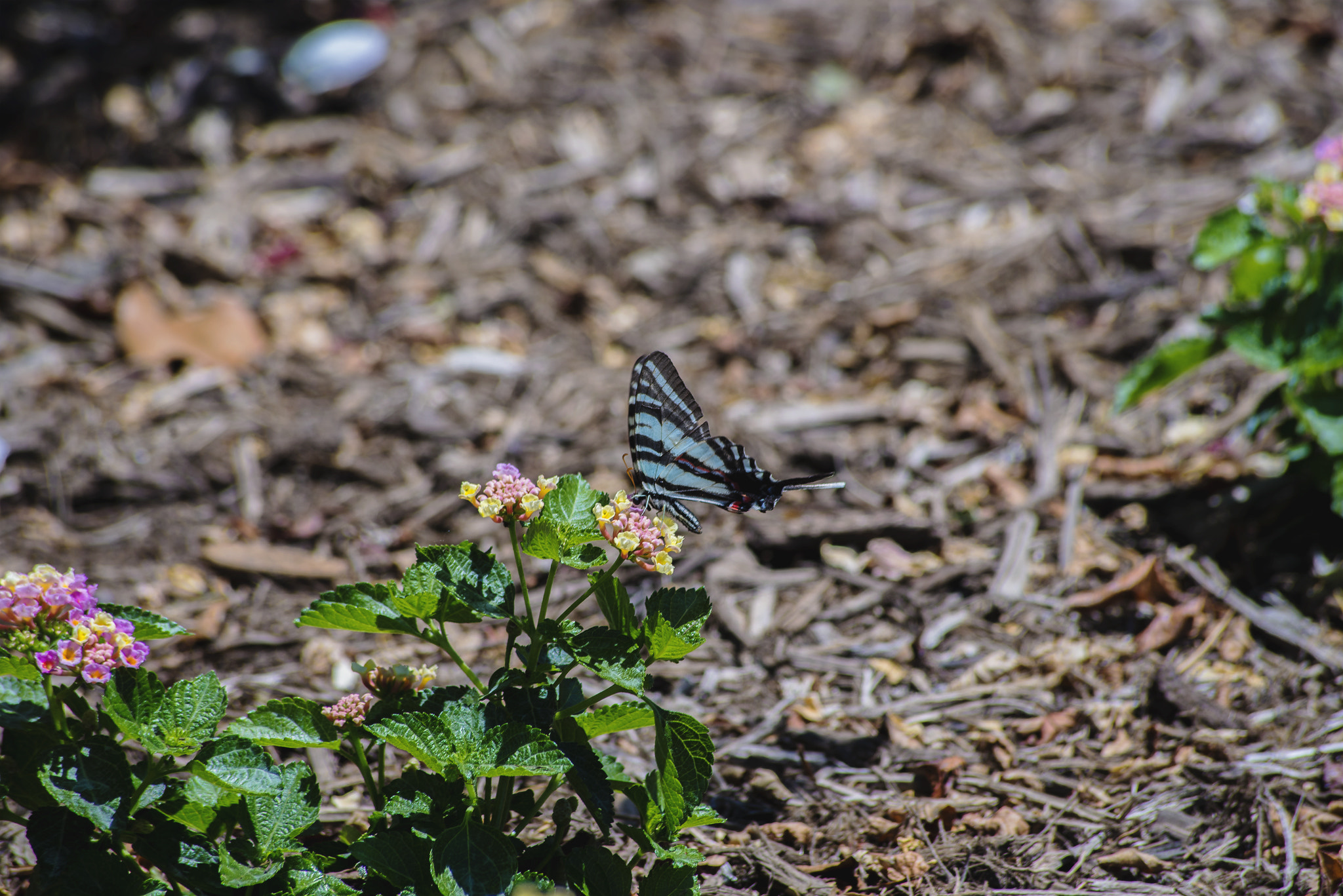 Sigma 70-300mm F4-5.6 APO DG Macro sample photo. Fluttering photography