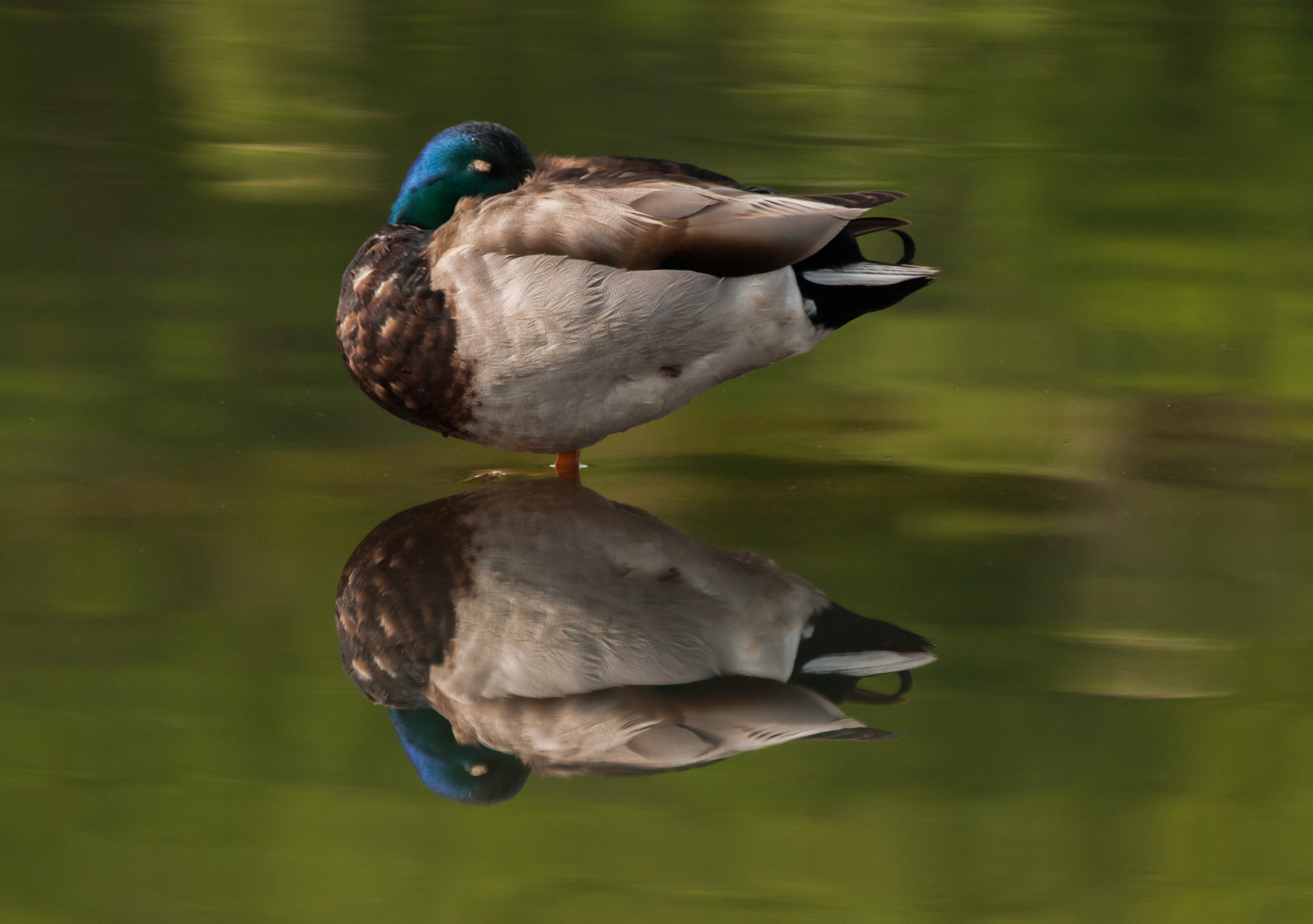 Nikon D80 + Sigma APO 170-500mm F5-6.3 Aspherical RF sample photo. Duck dreams (mallard) photography