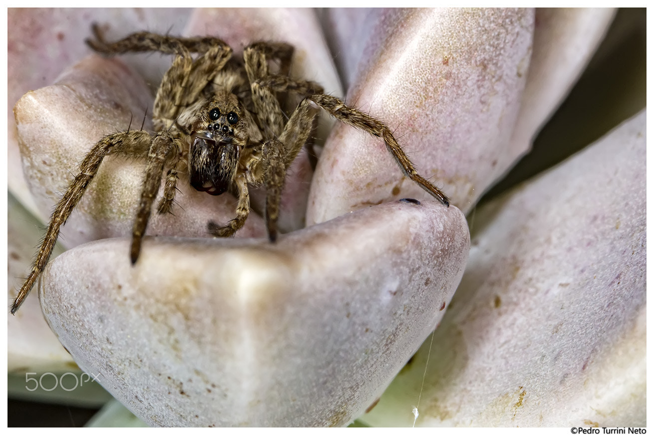Canon EF 100mm F2.8L Macro IS USM sample photo. Spider on echeveria elegans rose photography