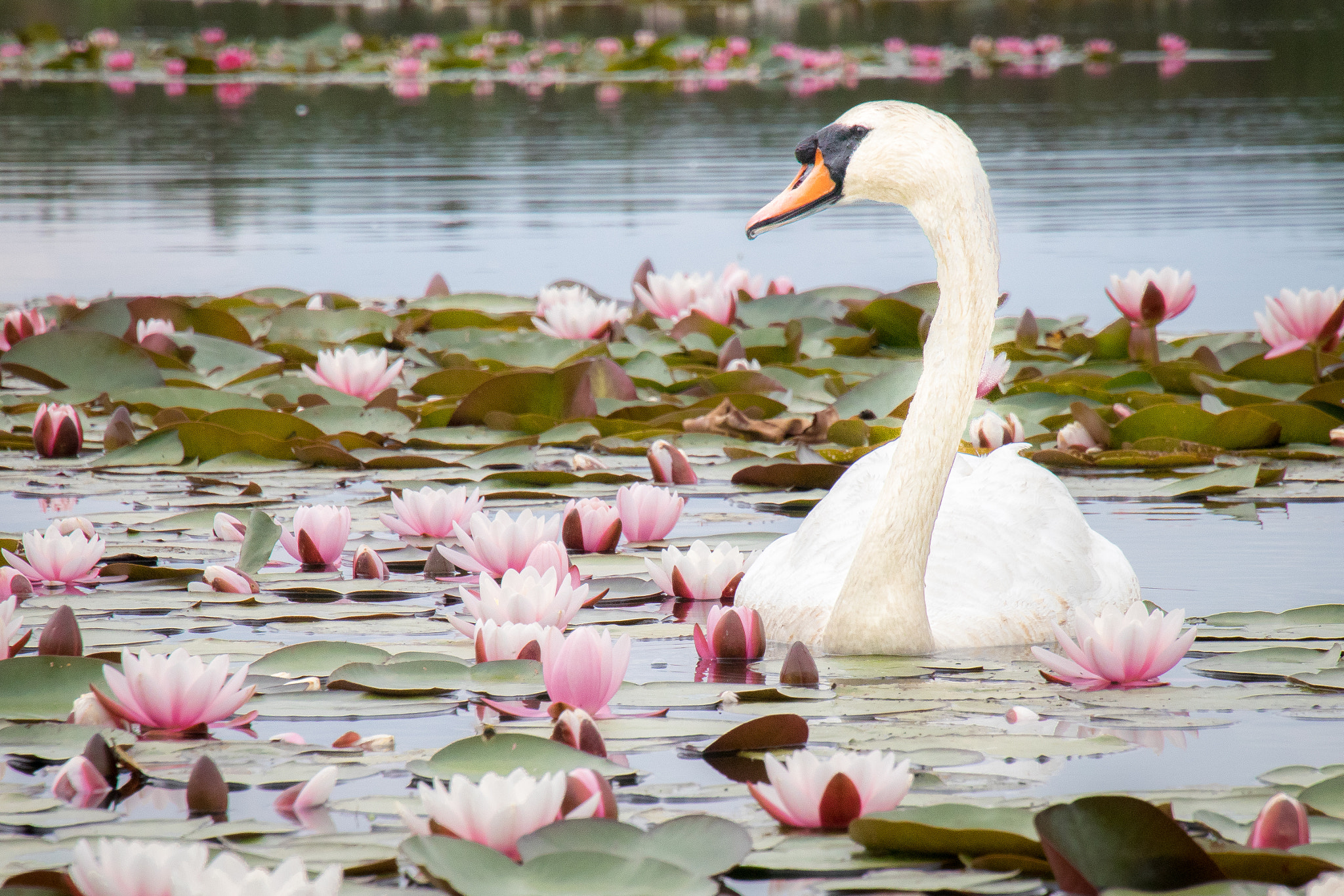 Swan and Water Lilies