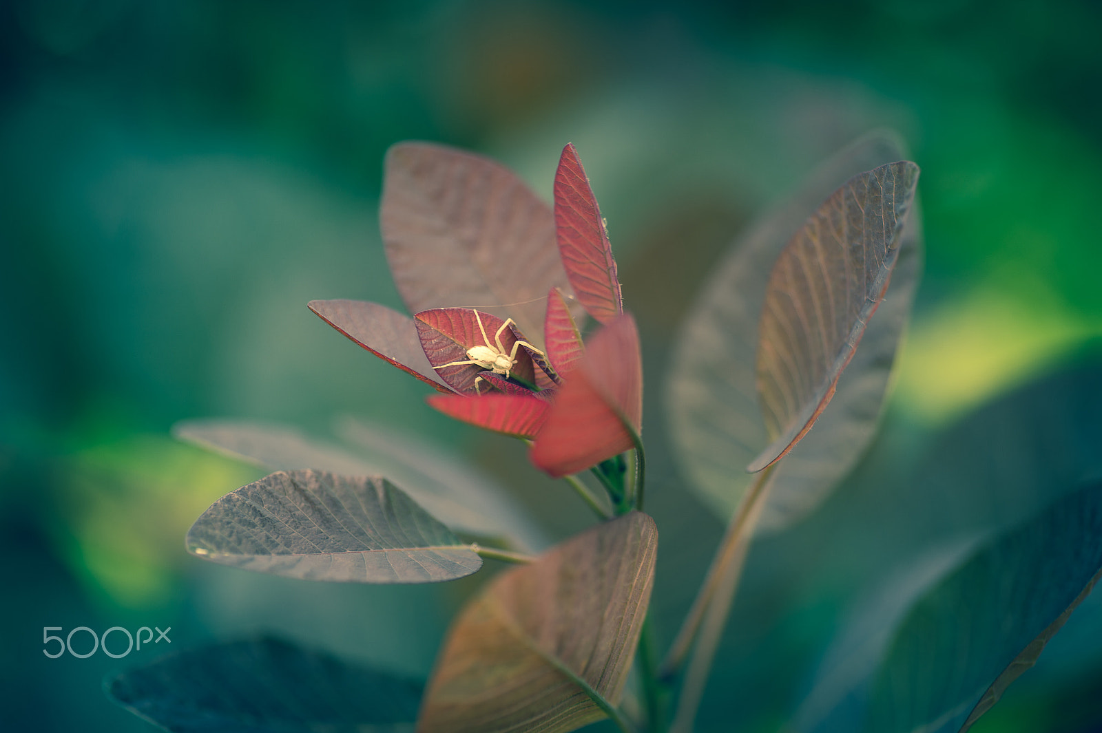 Nikon Df sample photo. White spider photography