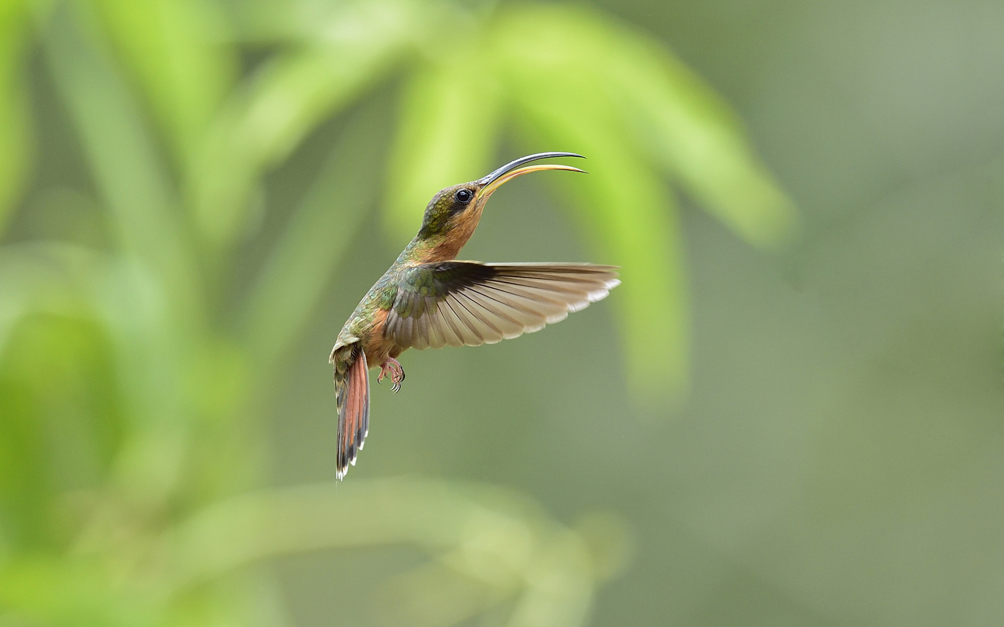 Nikon AF-S Nikkor 400mm F2.8E FL ED VR sample photo. Rufous-breasted hermi photography