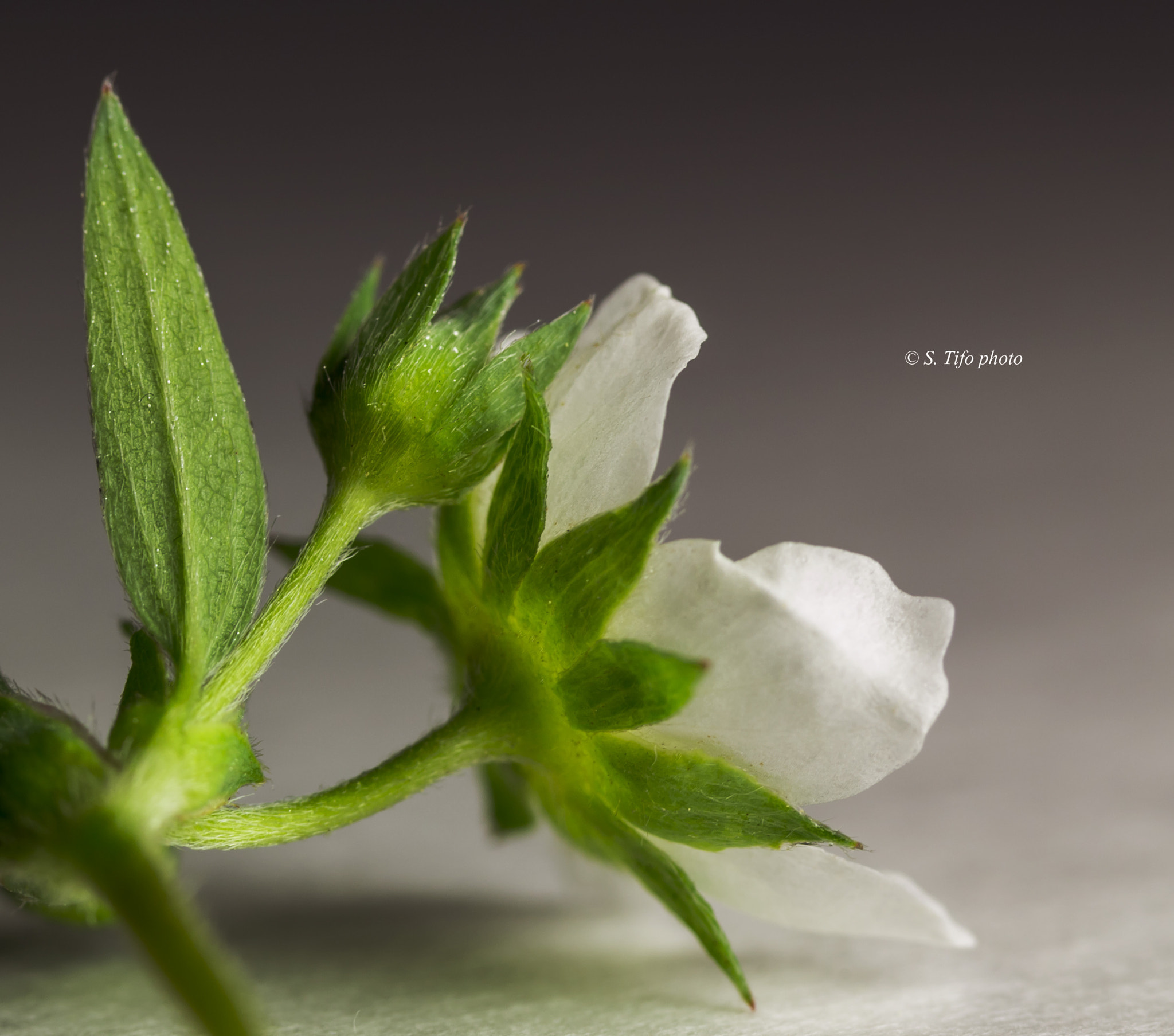 Canon EF-S 60mm F2.8 Macro USM sample photo. Little one ... photography