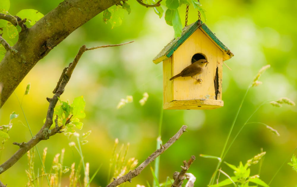 Sigma 150-600mm F5-6.3 DG OS HSM | C sample photo. Home of the wren photography