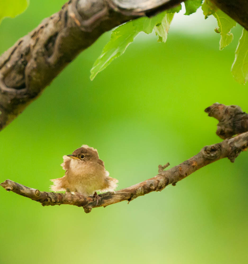 Sigma 150-600mm F5-6.3 DG OS HSM | C sample photo. Fluffed photography