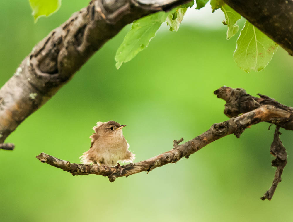 Sigma 150-600mm F5-6.3 DG OS HSM | C sample photo. Blow dry photography