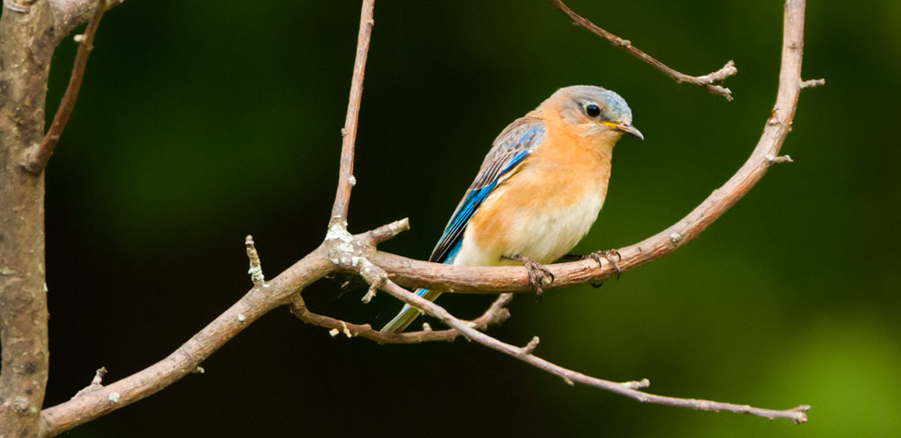 Sigma 150-600mm F5-6.3 DG OS HSM | C sample photo. Mother bluebird photography