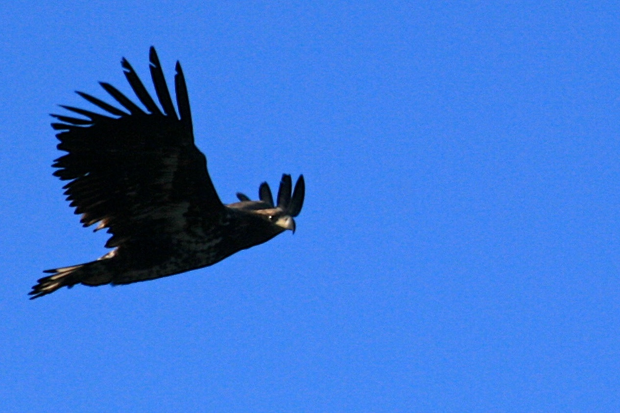 Sigma 55-200mm f/4-5.6 DC sample photo