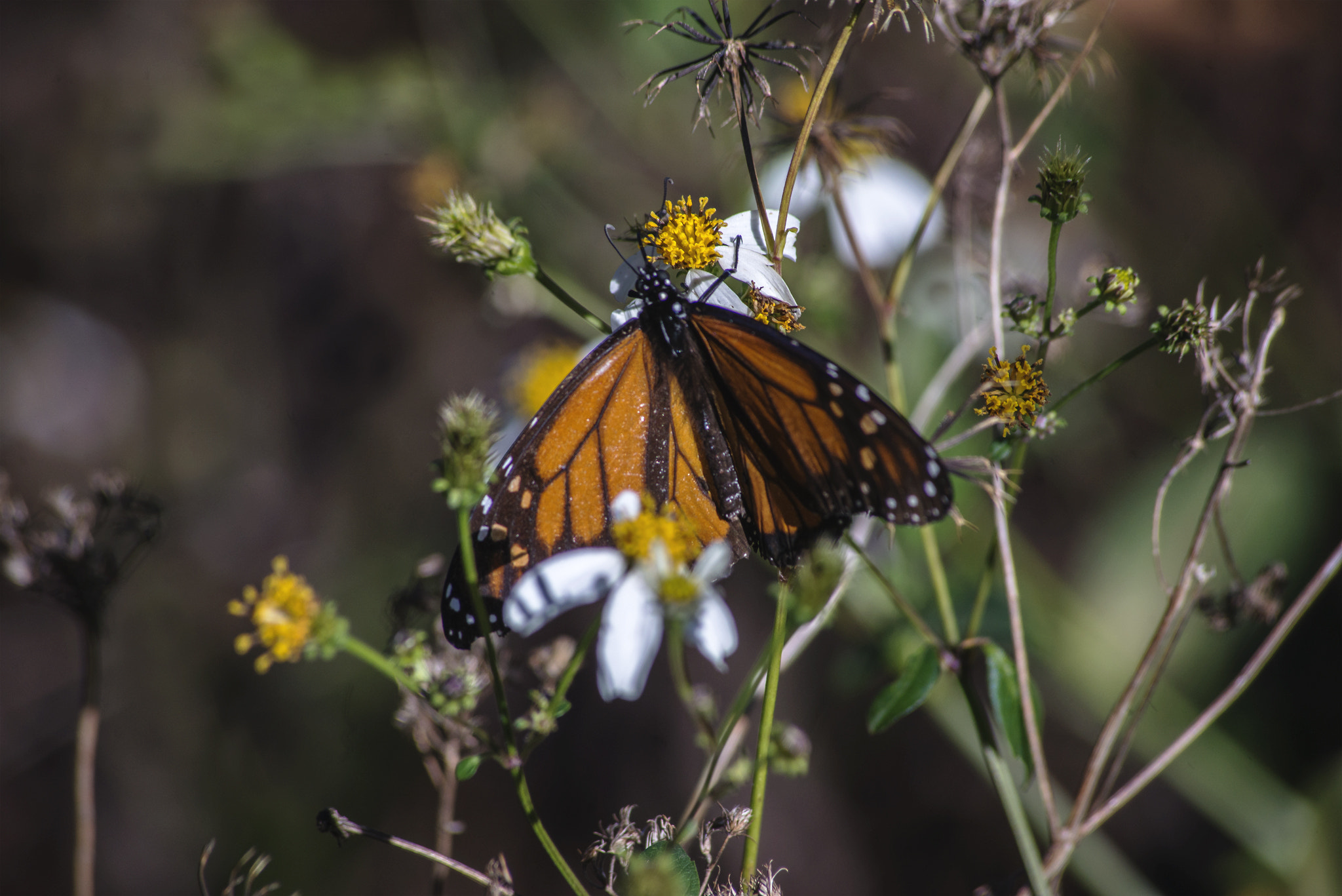 Sigma 70-300mm F4-5.6 APO DG Macro sample photo. Monarch photography