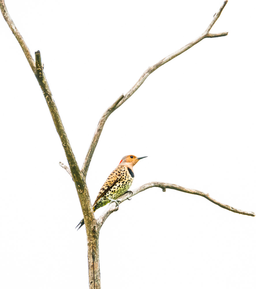Sigma 150-600mm F5-6.3 DG OS HSM | C sample photo. Yellow shafted northern flicker photography