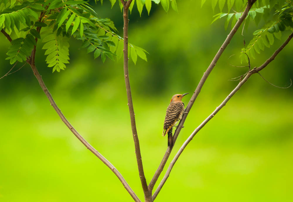 Sigma 150-600mm F5-6.3 DG OS HSM | C sample photo. Yellow shafted northern flicker photography
