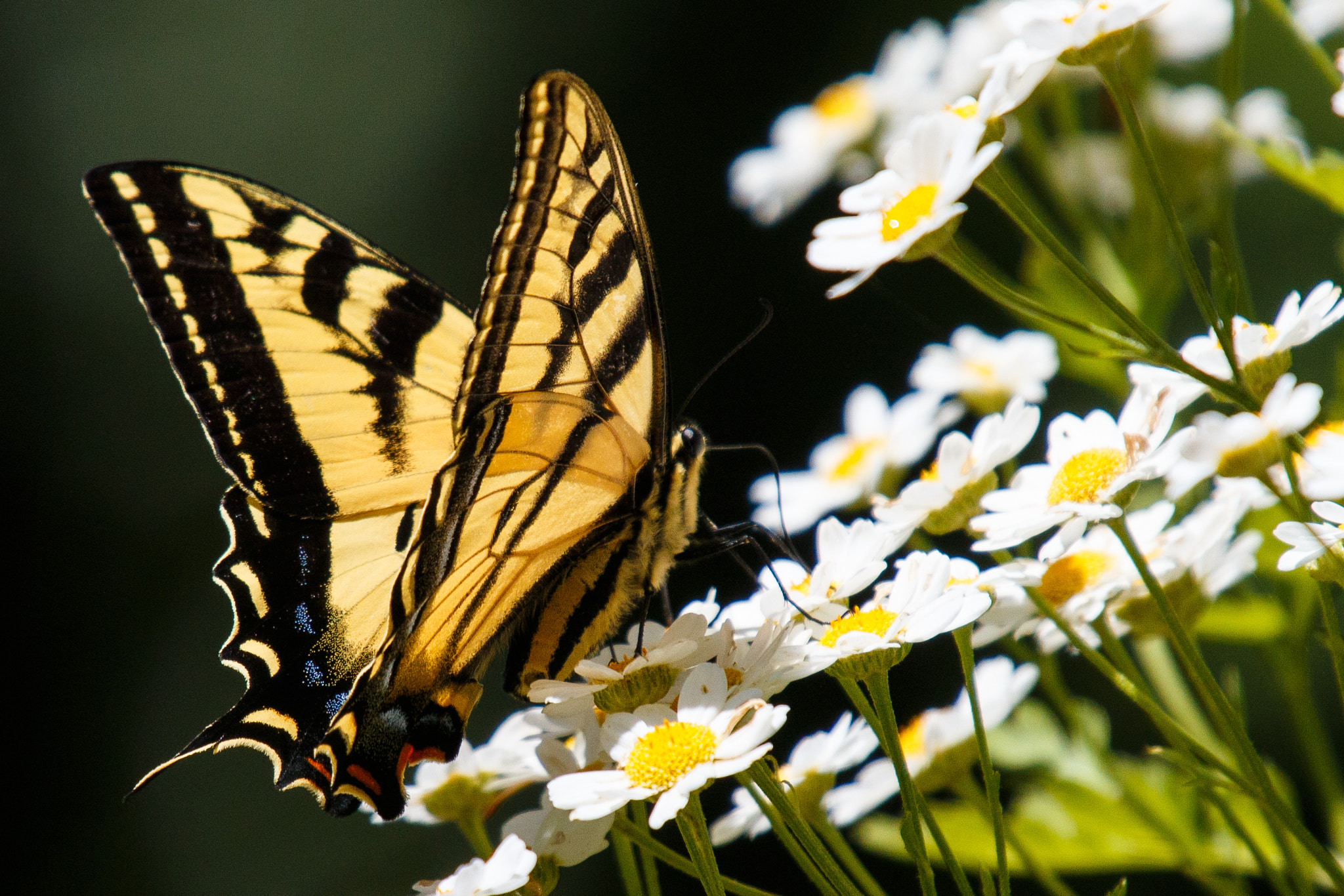 Canon EF 70-200mm F4L IS USM sample photo. Swallowtail photography