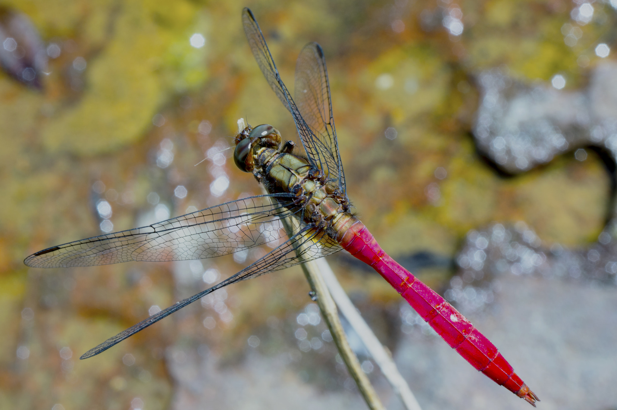 Sony Alpha NEX-5N + Sony E 30mm F3.5 Macro sample photo. Dragon fly 2 photography