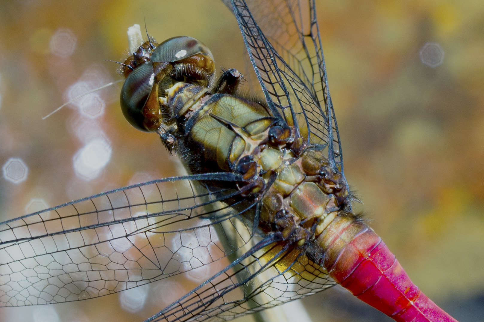 Sony Alpha NEX-5N + Sony E 30mm F3.5 Macro sample photo. Dragon fly 2 (crop) photography