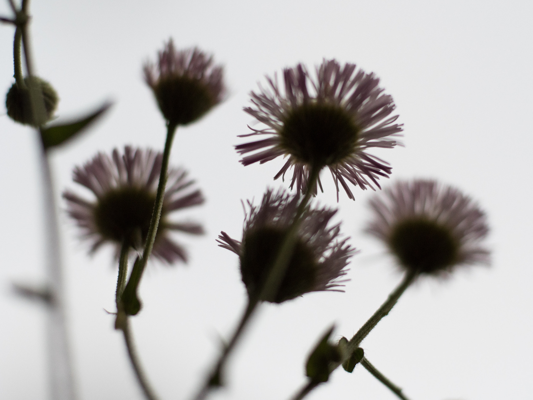 Olympus OM-D E-M5 II + Olympus M.Zuiko Digital ED 75mm F1.8 sample photo. Project 365, day hundred & sixty-three - a different point of view photography