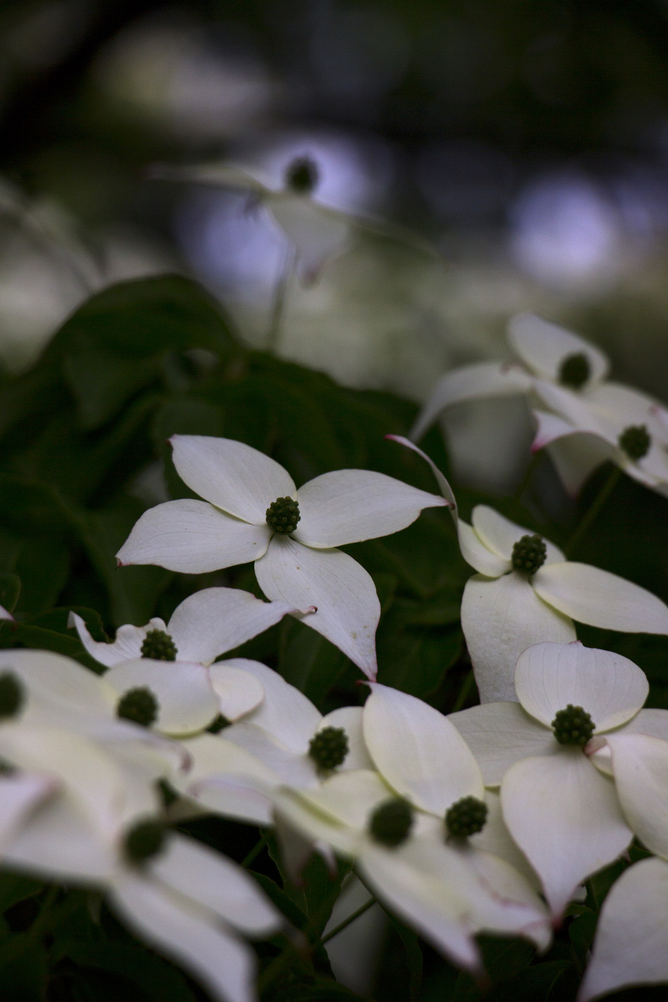 Canon EOS M + Canon EF-S 18-135mm F3.5-5.6 IS STM sample photo. Dogwood flowers photography