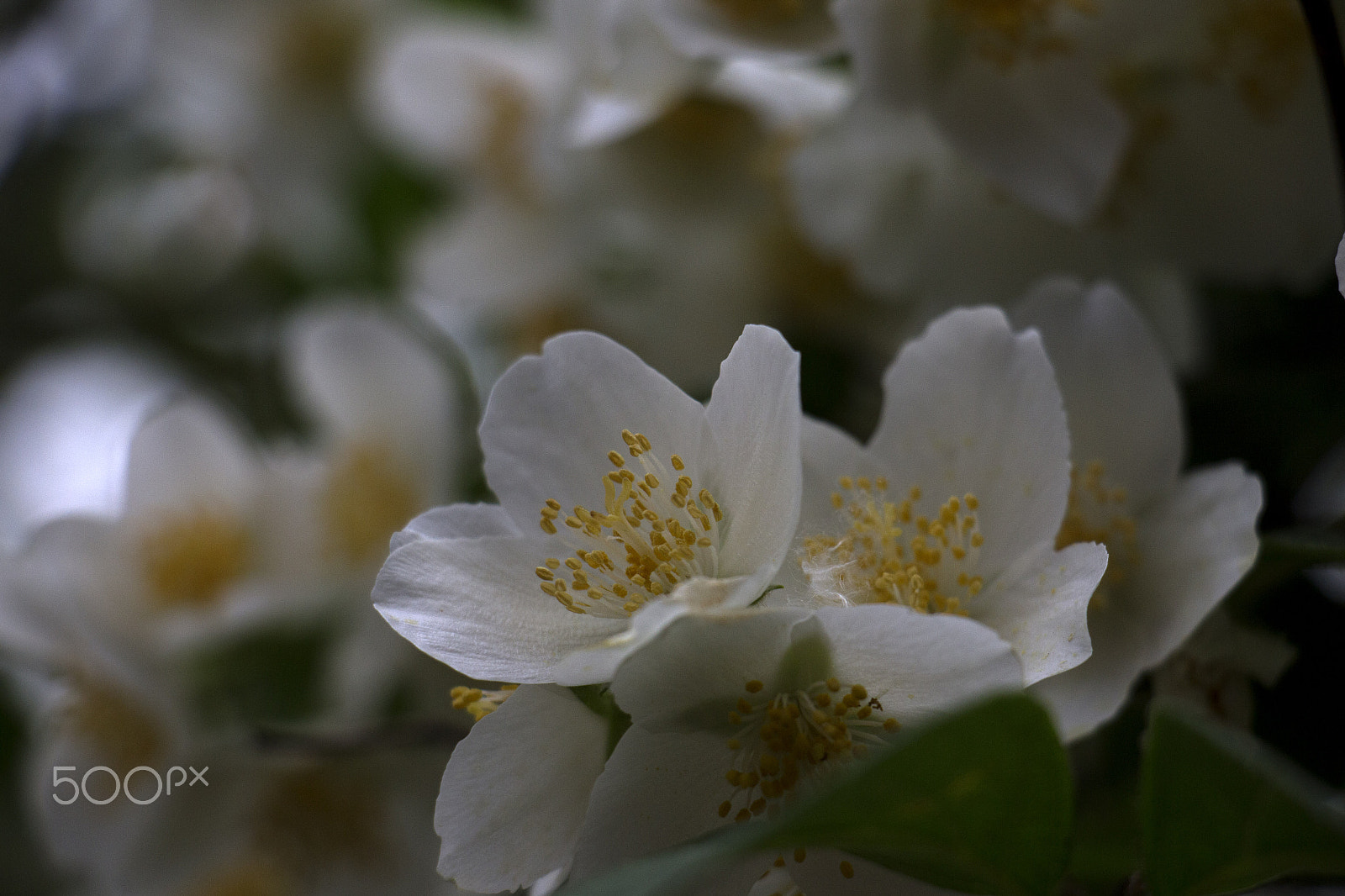 Canon EOS M + Canon EF-S 18-135mm F3.5-5.6 IS STM sample photo. White flowers photography