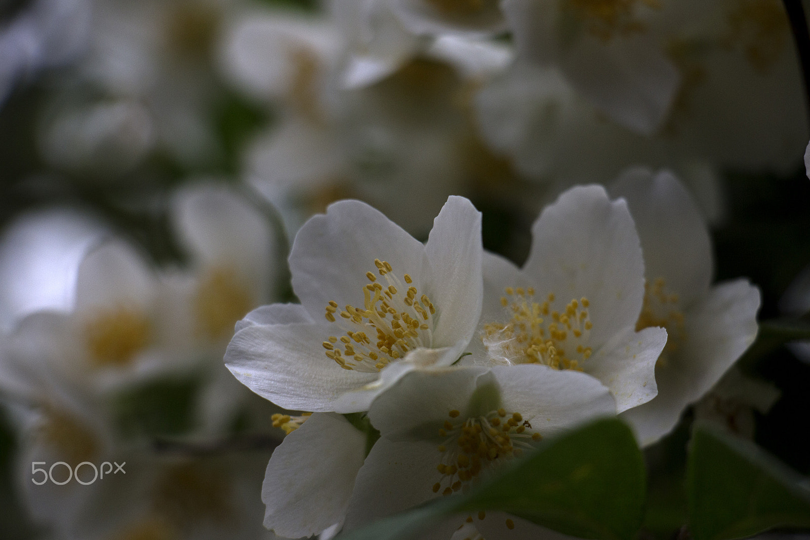 Canon EOS M sample photo. White flowers photography