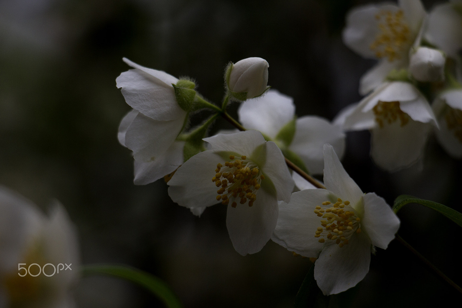Canon EOS M + Canon EF-S 18-135mm F3.5-5.6 IS STM sample photo. White flowers photography
