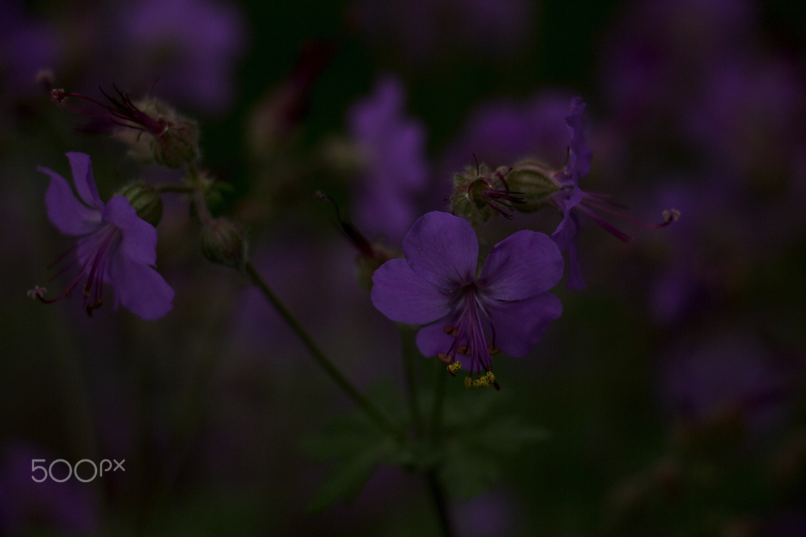 Canon EOS M + Canon EF-S 18-135mm F3.5-5.6 IS STM sample photo. Purple flowers photography