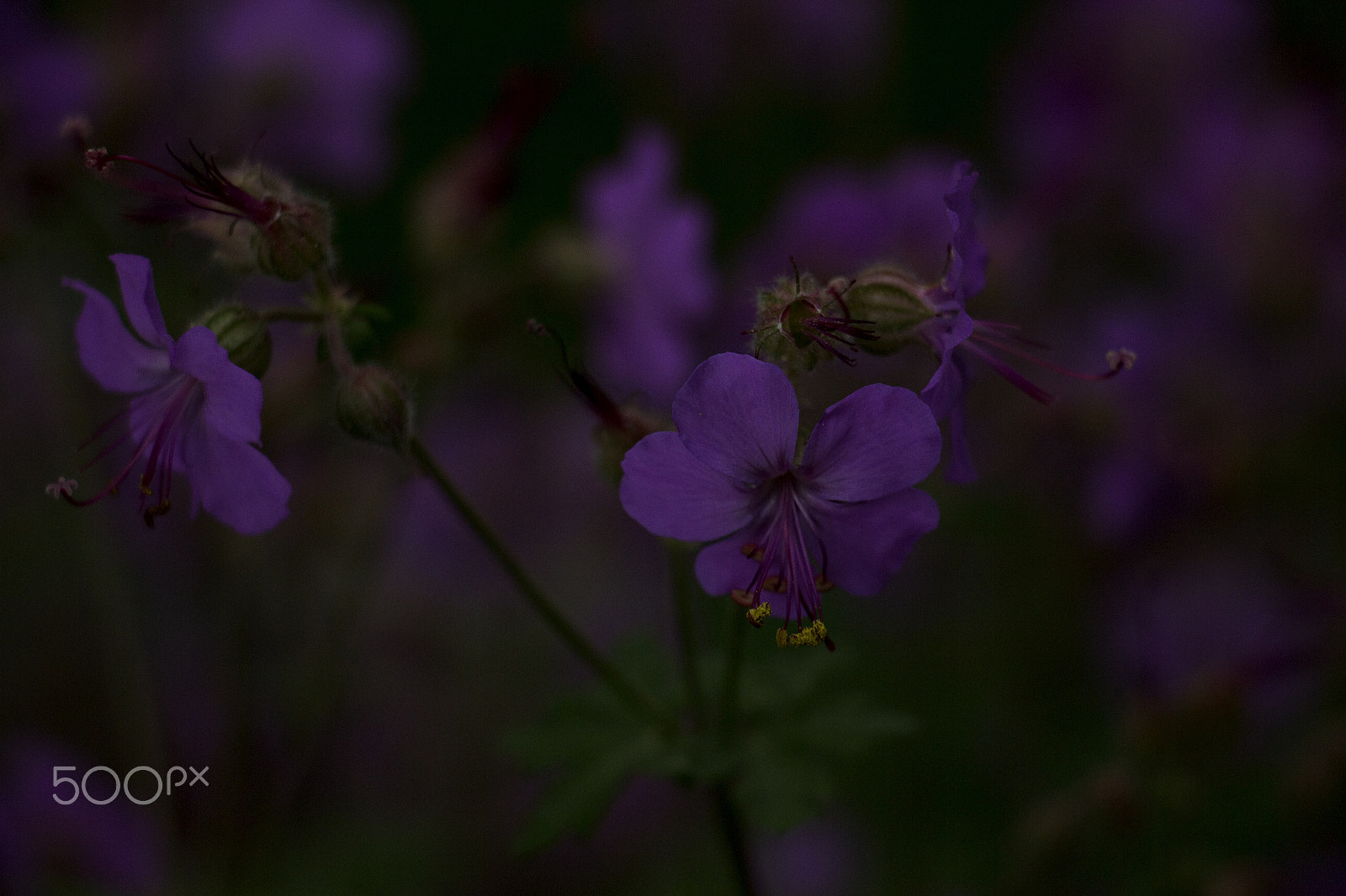 Canon EOS M sample photo. Purple flowers photography