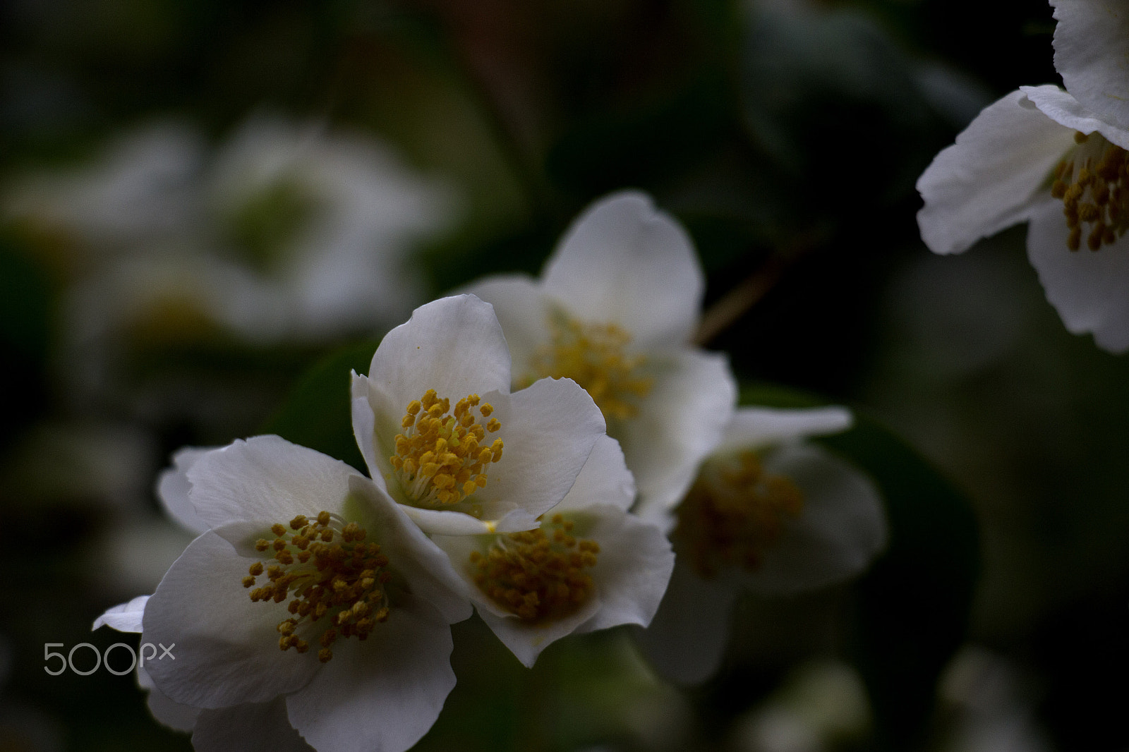 Canon EOS M sample photo. White flowers photography