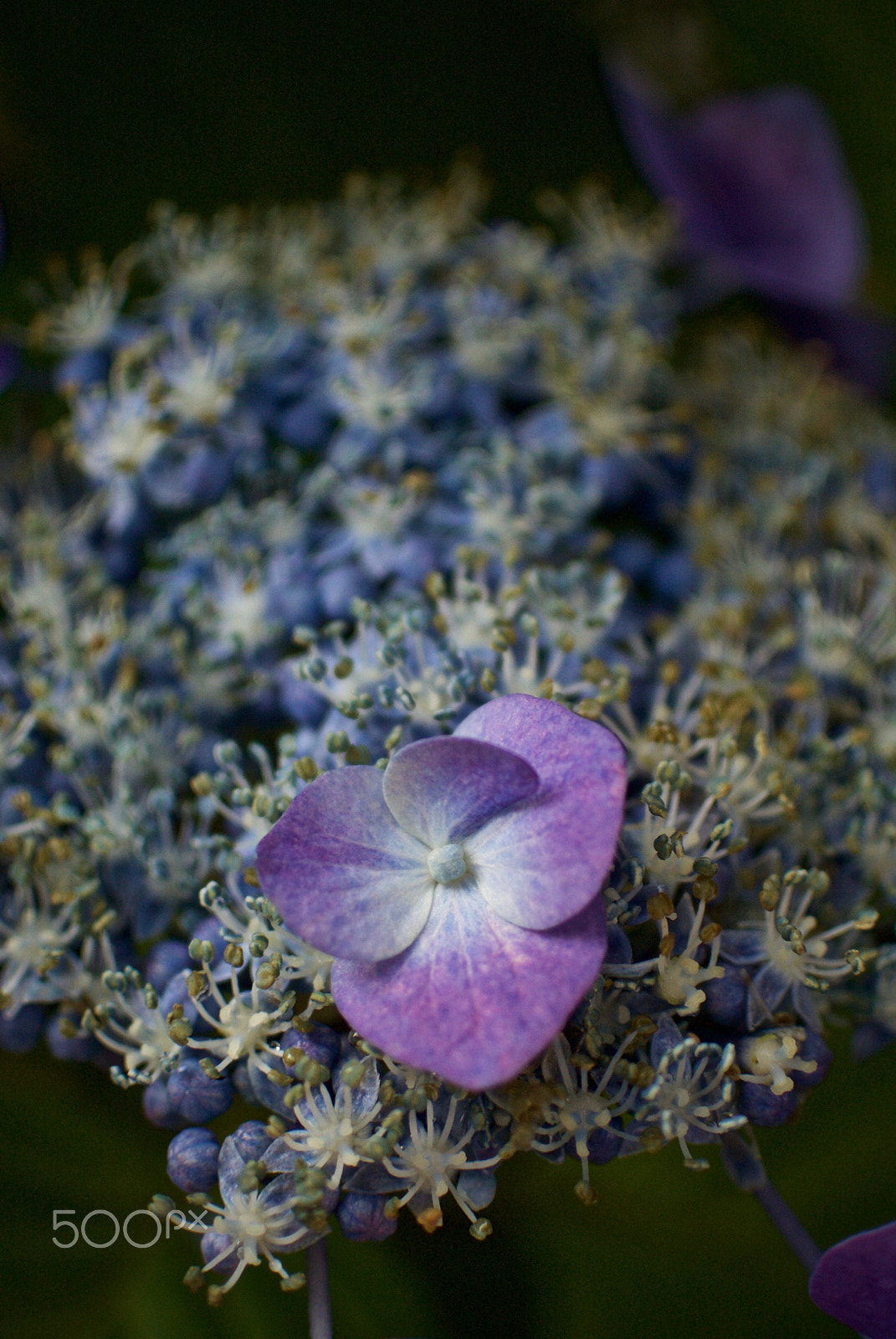 Nikon 1 J2 + Nikon 1 Nikkor 18.5mm F1.8 sample photo. Hydrangea photography