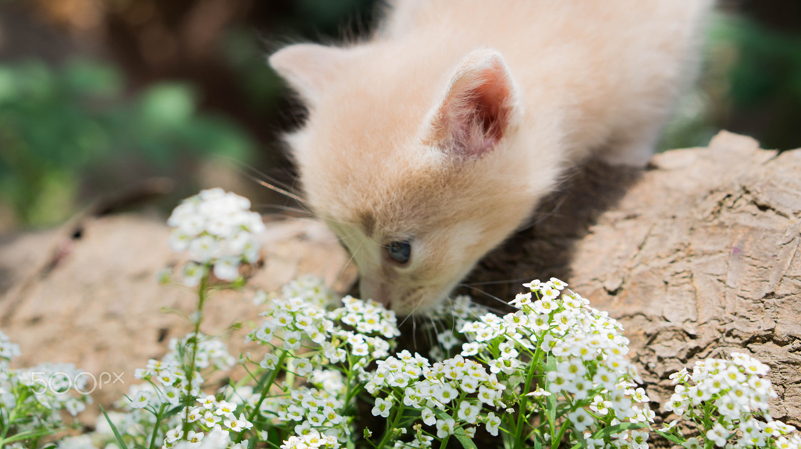Sony Alpha a3500 sample photo. Latte smelling the flowers photography