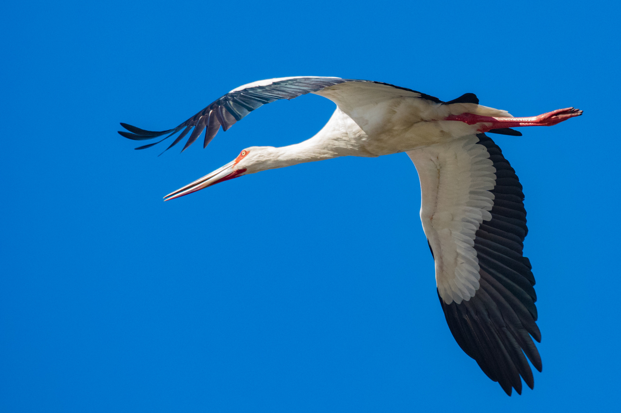 Sigma 50-500mm F4.5-6.3 DG OS HSM sample photo. Egret photography