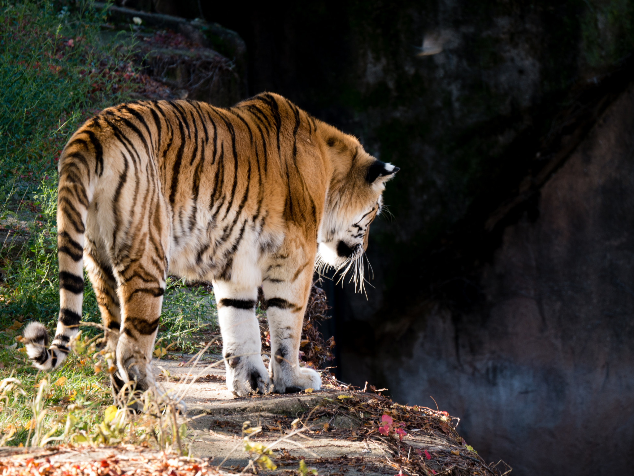 LUMIX G VARIO 45-150/F4.0-5.6 sample photo. Tiger, chicago. photography