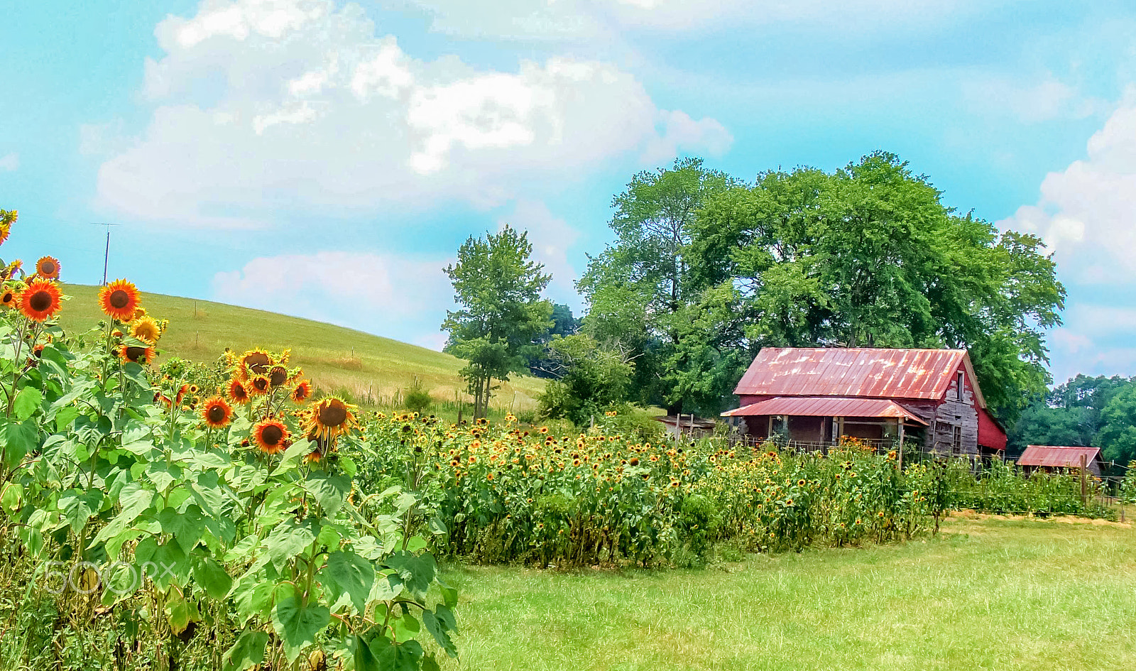 Panasonic DMC-LZ3 sample photo. Sunflower farm photography