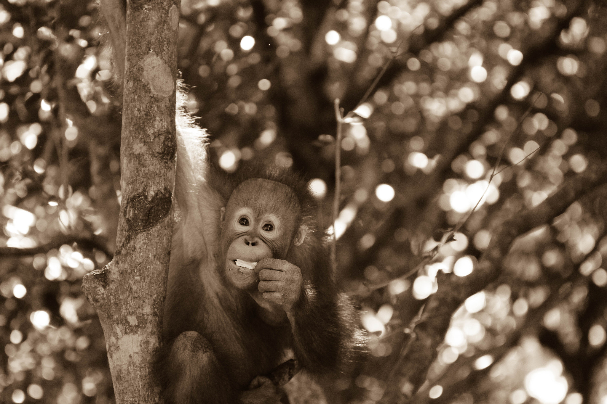 Canon EOS 650D (EOS Rebel T4i / EOS Kiss X6i) + Canon EF 100mm F2.8 Macro USM sample photo. Orangutan photography
