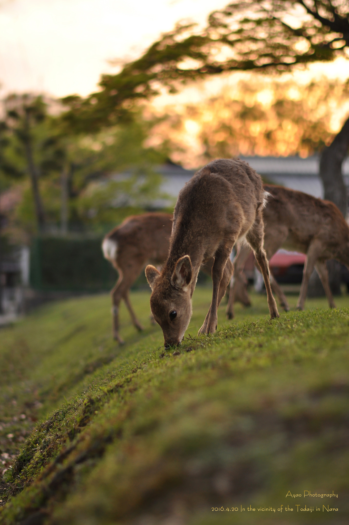 Nikon AF-S Nikkor 58mm F1.4G sample photo. Nara photography