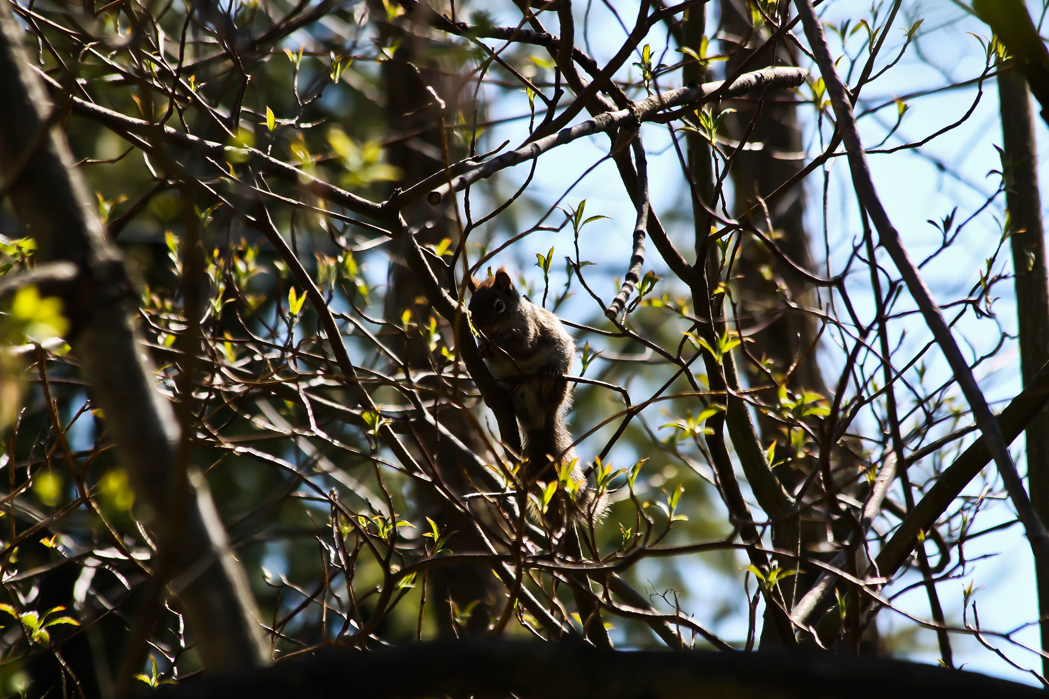 Canon EF 70-300mm F4-5.6 IS USM sample photo. Squirrel photography