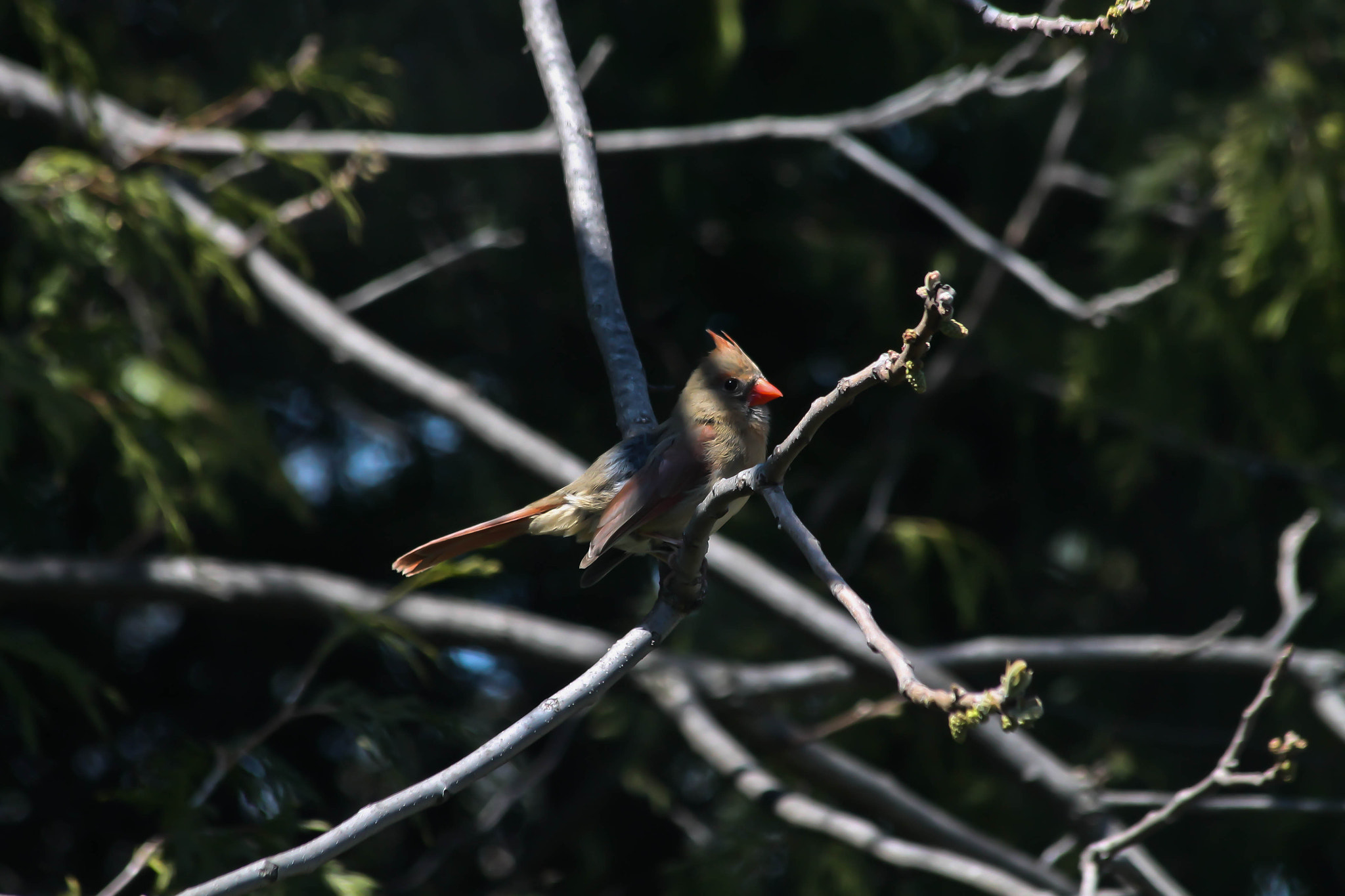 Canon EF 70-300mm F4-5.6 IS USM sample photo. Cardinal photography