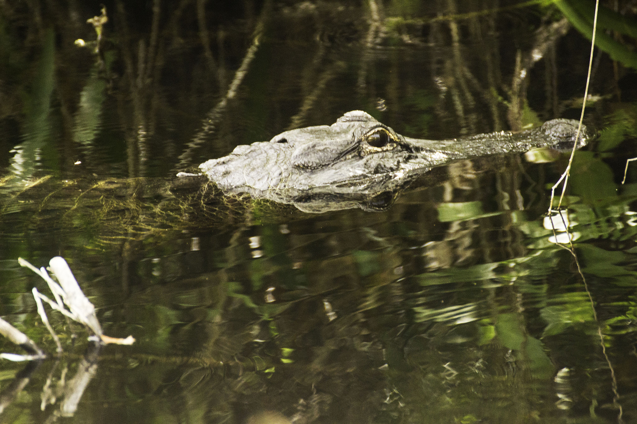 Tamron SP 35mm F1.8 Di VC USD sample photo. Gator photography