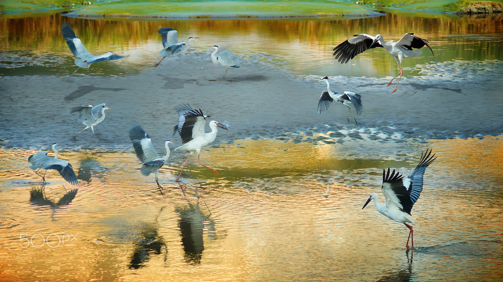 Sony SLT-A77 + Minolta AF 300mm F2.8 HS-APO G sample photo. ～ surrounded by enemies  ～ photography