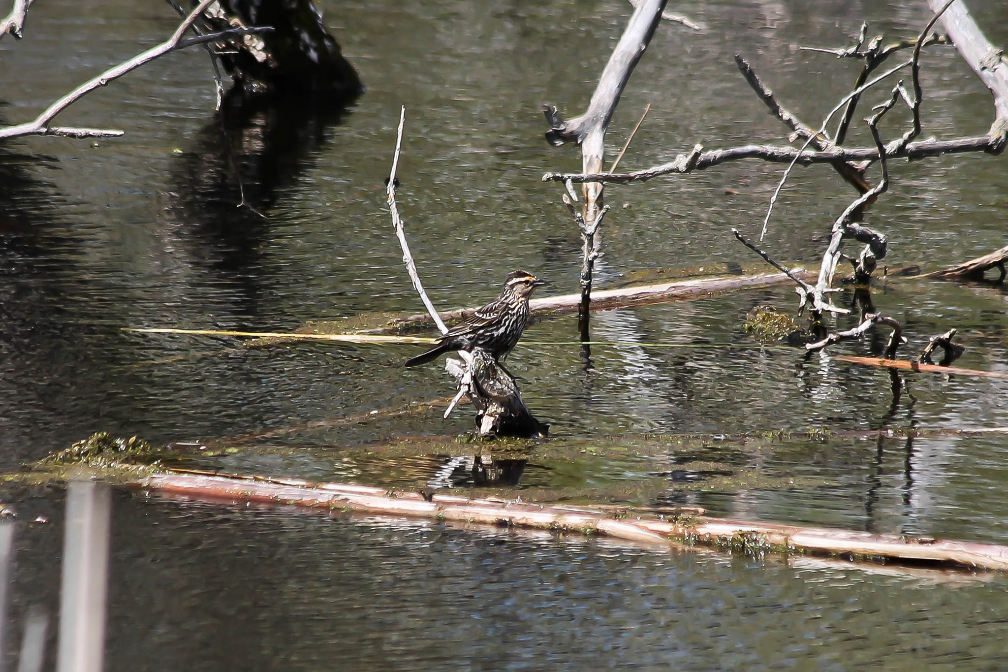 Canon EF 70-300mm F4-5.6 IS USM sample photo. Red-winged blackbird photography