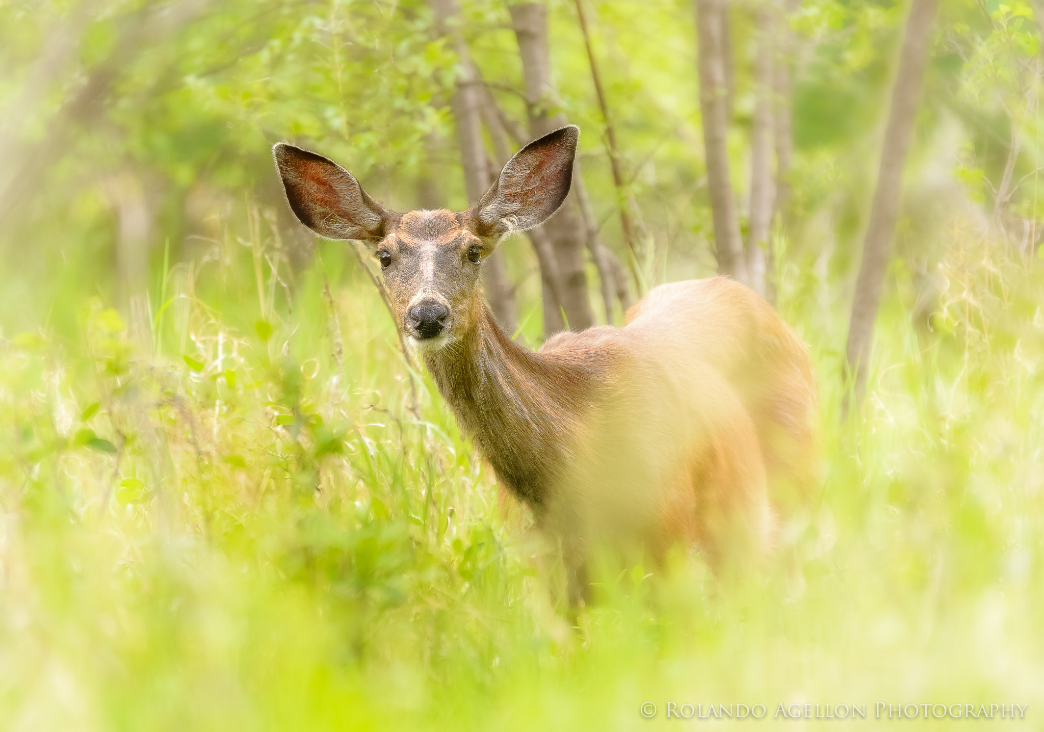 Sigma 120-400mm F4.5-5.6 DG OS HSM sample photo. Springtime photography