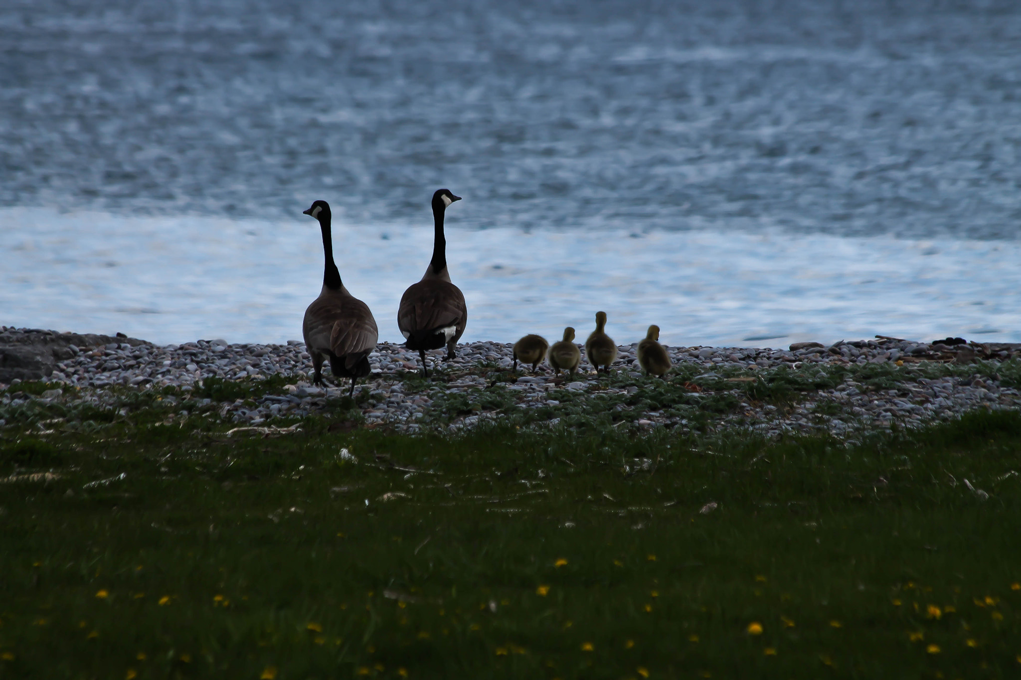 Canon EF 70-300mm F4-5.6 IS USM sample photo. Geese and goslings photography