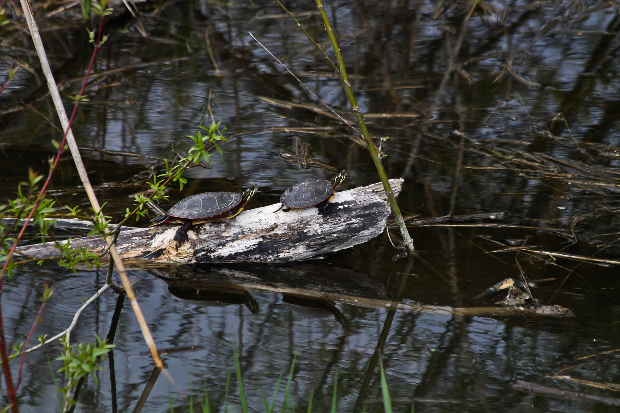 Canon EOS 1100D (EOS Rebel T3 / EOS Kiss X50) + Canon EF 70-300mm F4-5.6 IS USM sample photo. Midland painted turtles photography