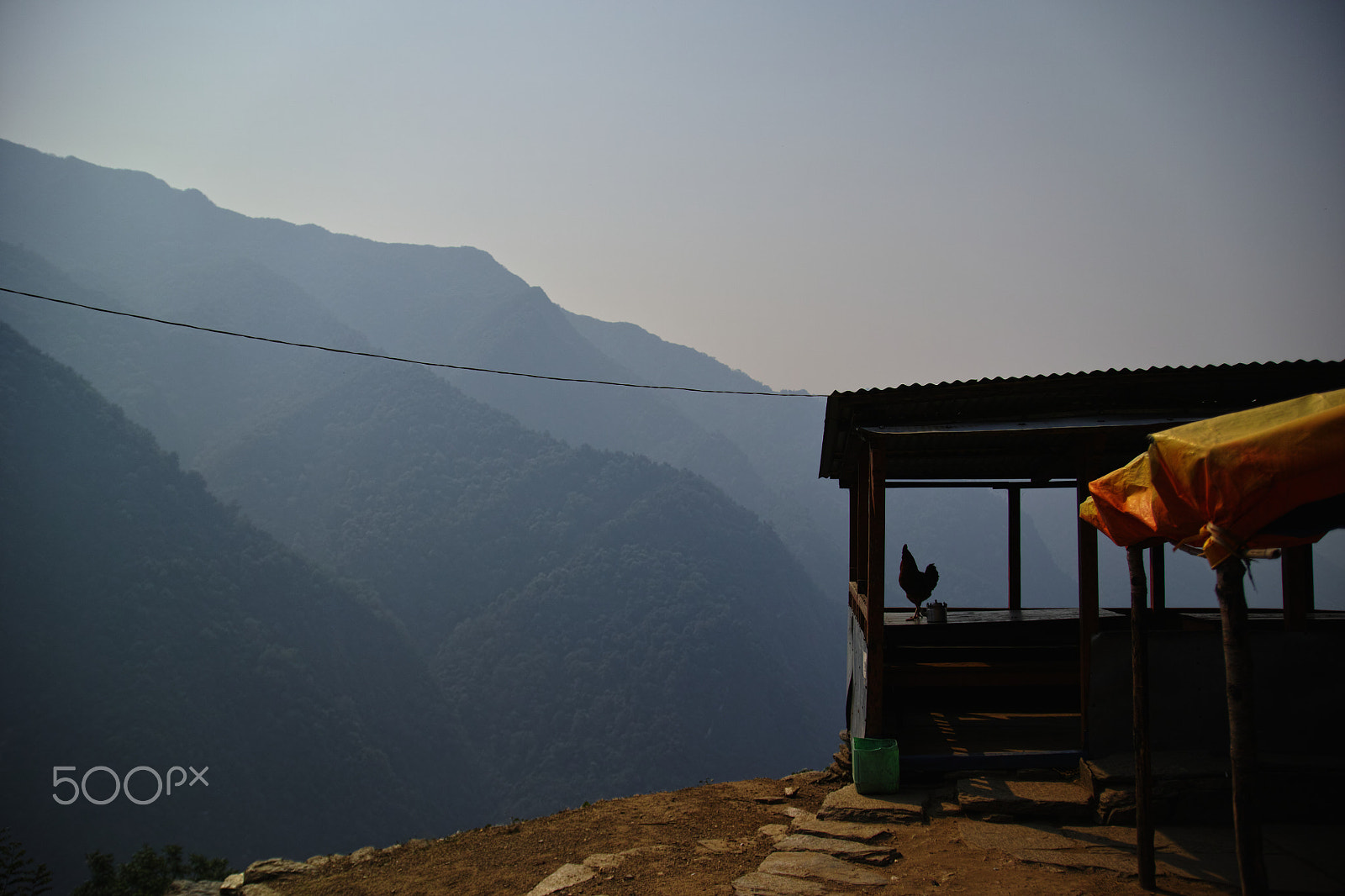 Sigma SD1 Merrill sample photo. Chonmrong rooster photography