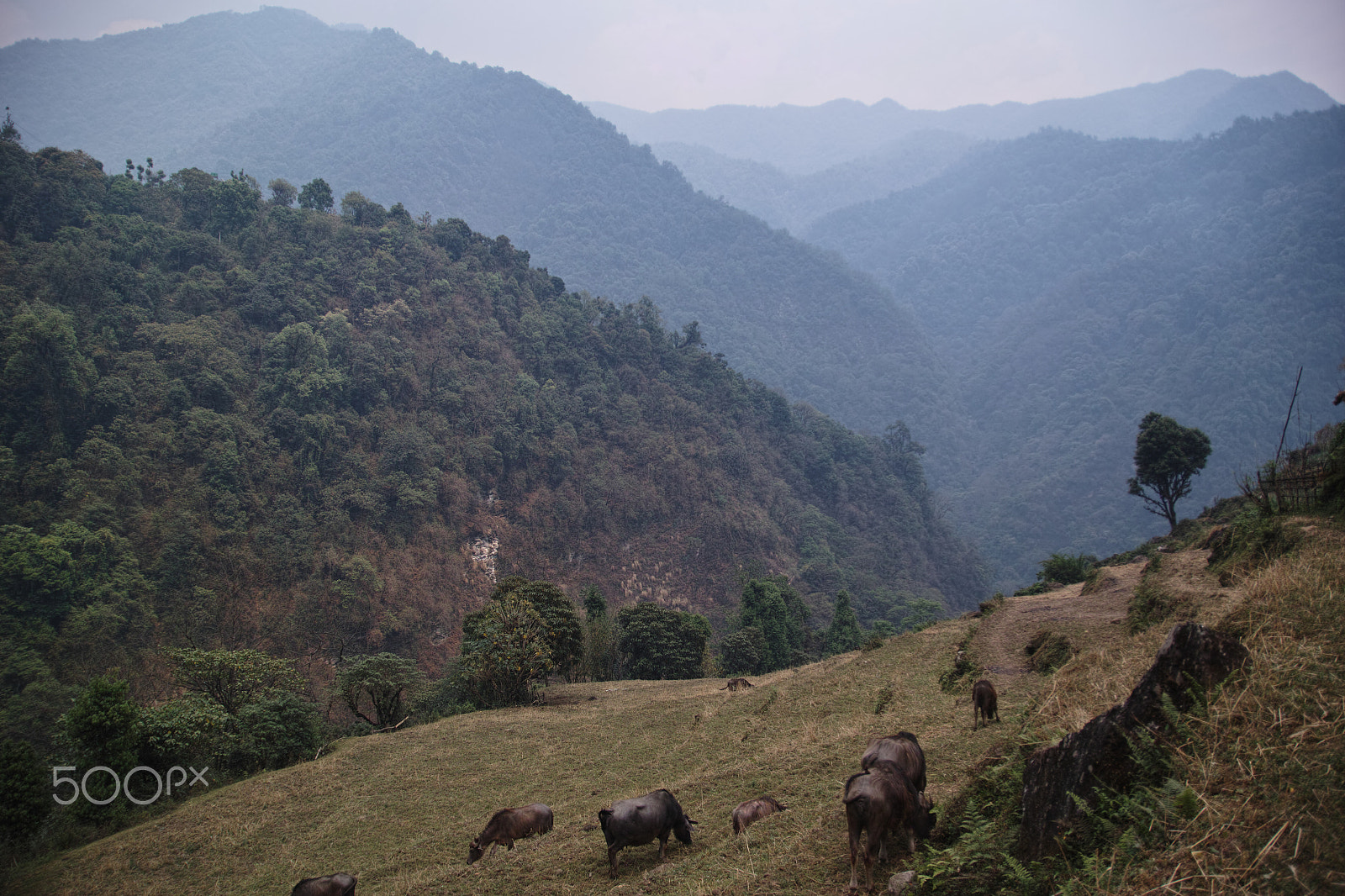 Sigma SD1 Merrill sample photo. Nepal buffalos photography