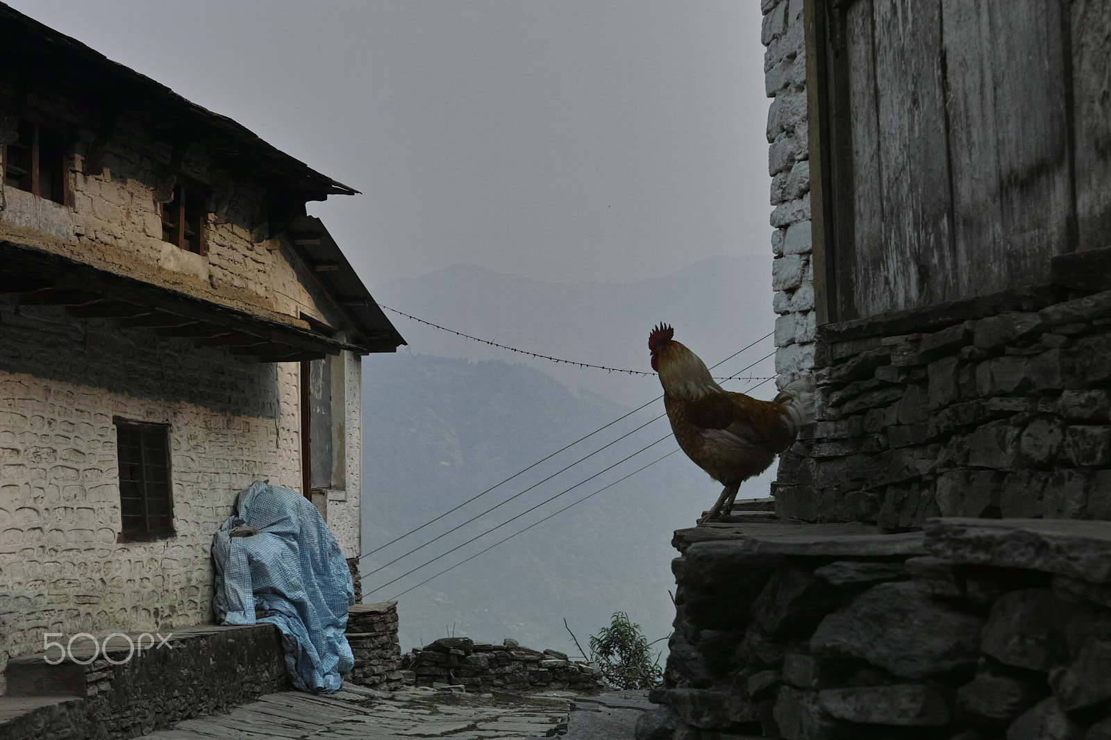 Sigma SD1 Merrill + Sigma 17-50mm F2.8 EX DC OS HSM sample photo. Nepal rooster photography