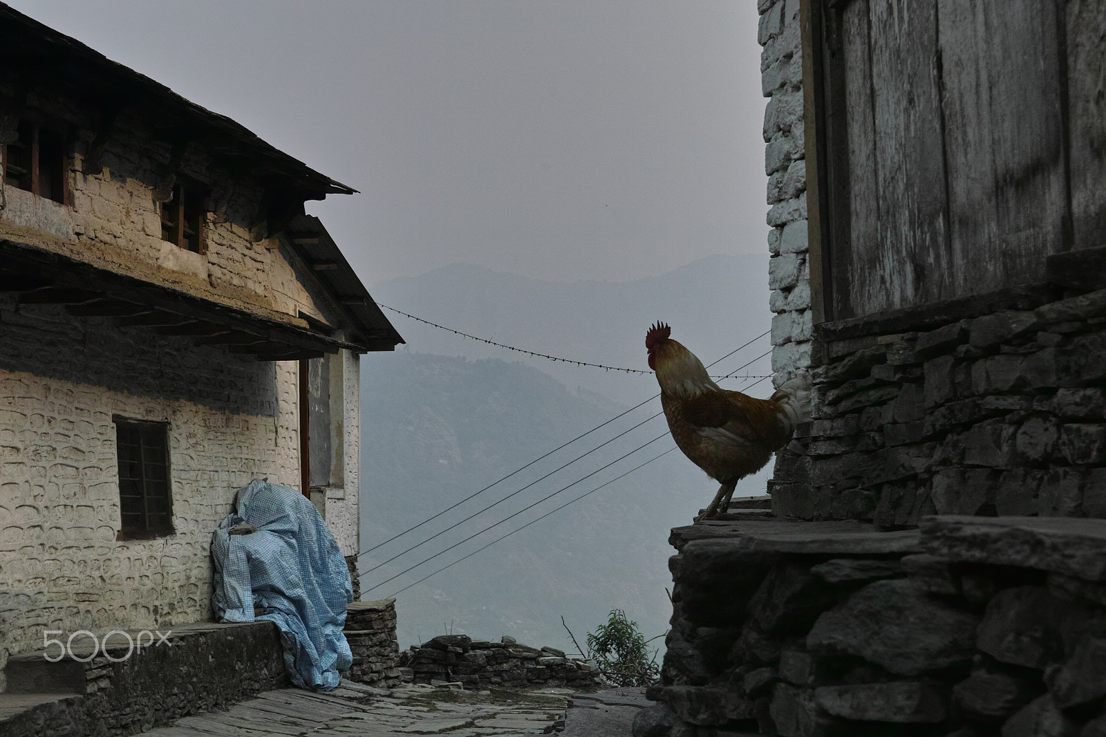 Sigma SD1 Merrill sample photo. Nepal rooster photography