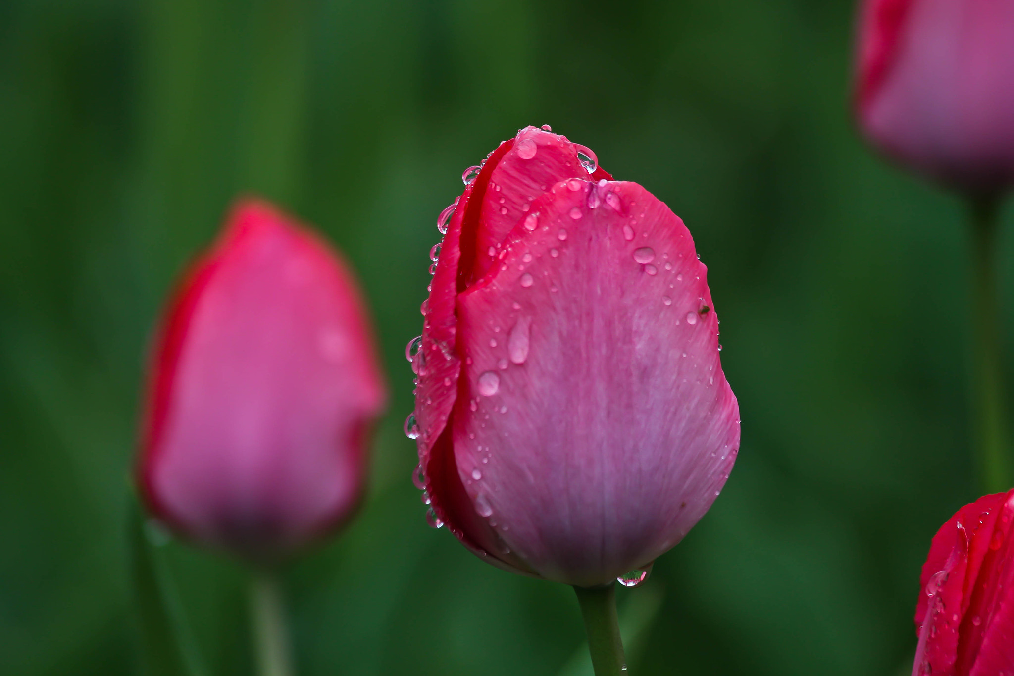 Canon EF 70-300mm F4-5.6 IS USM sample photo. Tulips photography