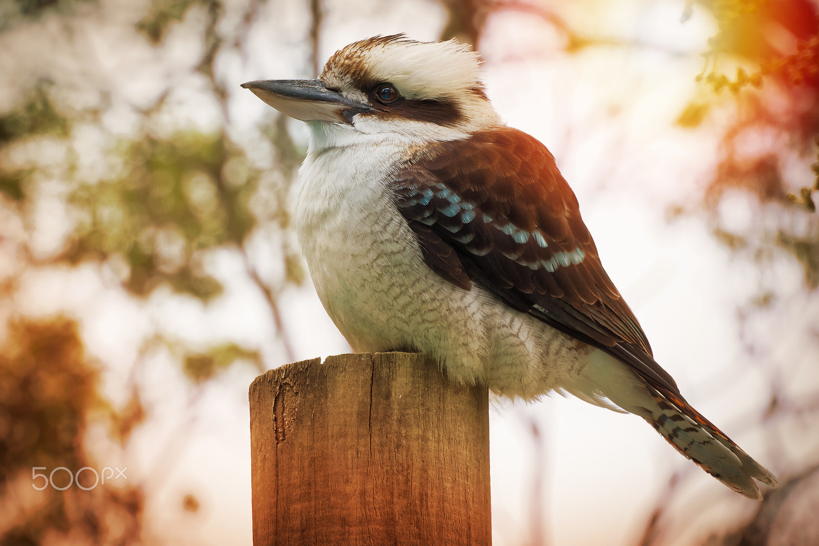 Nikon 1 Nikkor VR 30-110mm F3.8-5.6 sample photo. Kookaburra on post photography