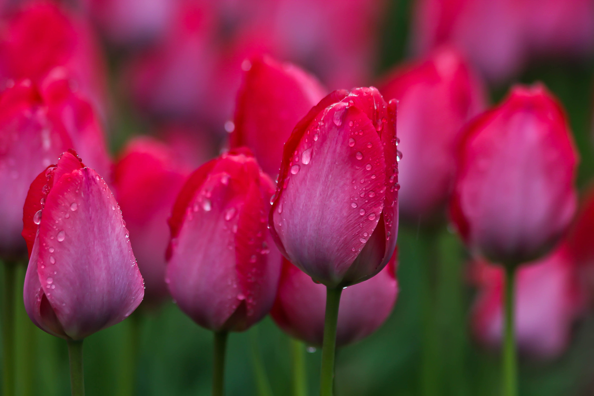 Canon EF 70-300mm F4-5.6 IS USM sample photo. Tulips photography